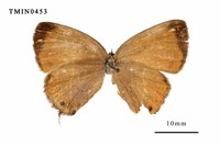 藏品(灰蝶科)的圖片